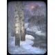 Birch trees